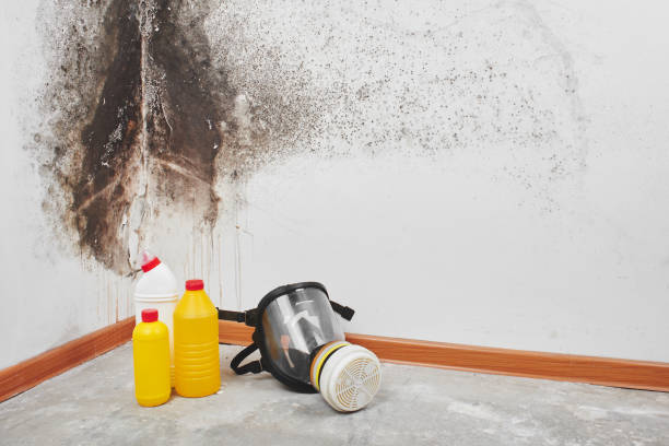 Attic Mold Removal in Lawton, OK