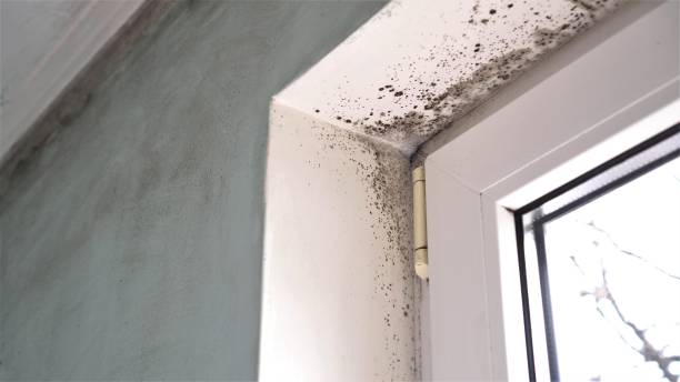 Best Fast Mold Removal  in Lawton, OK