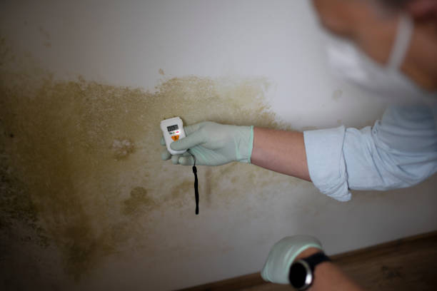 Mold Removal and Inspection in Lawton, OK