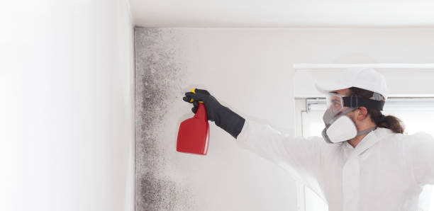 Best Black Mold Removal  in Lawton, OK