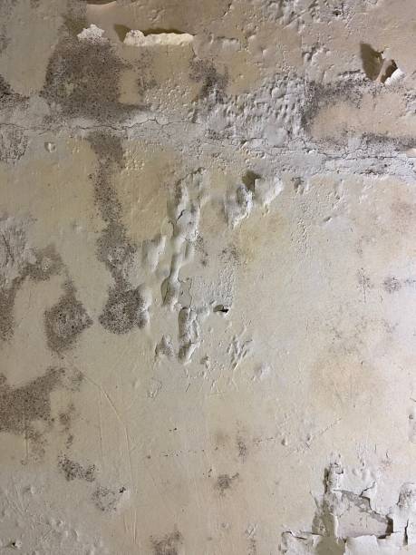 Best Mold Remediation Experts  in Lawton, OK