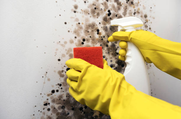 Best Mold Damage Repair  in Lawton, OK