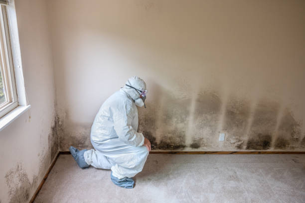 Best Commercial Mold Removal  in Lawton, OK