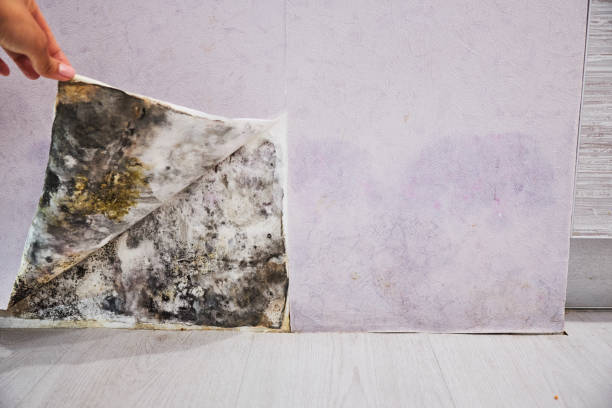 Best Emergency Mold Removal  in Lawton, OK